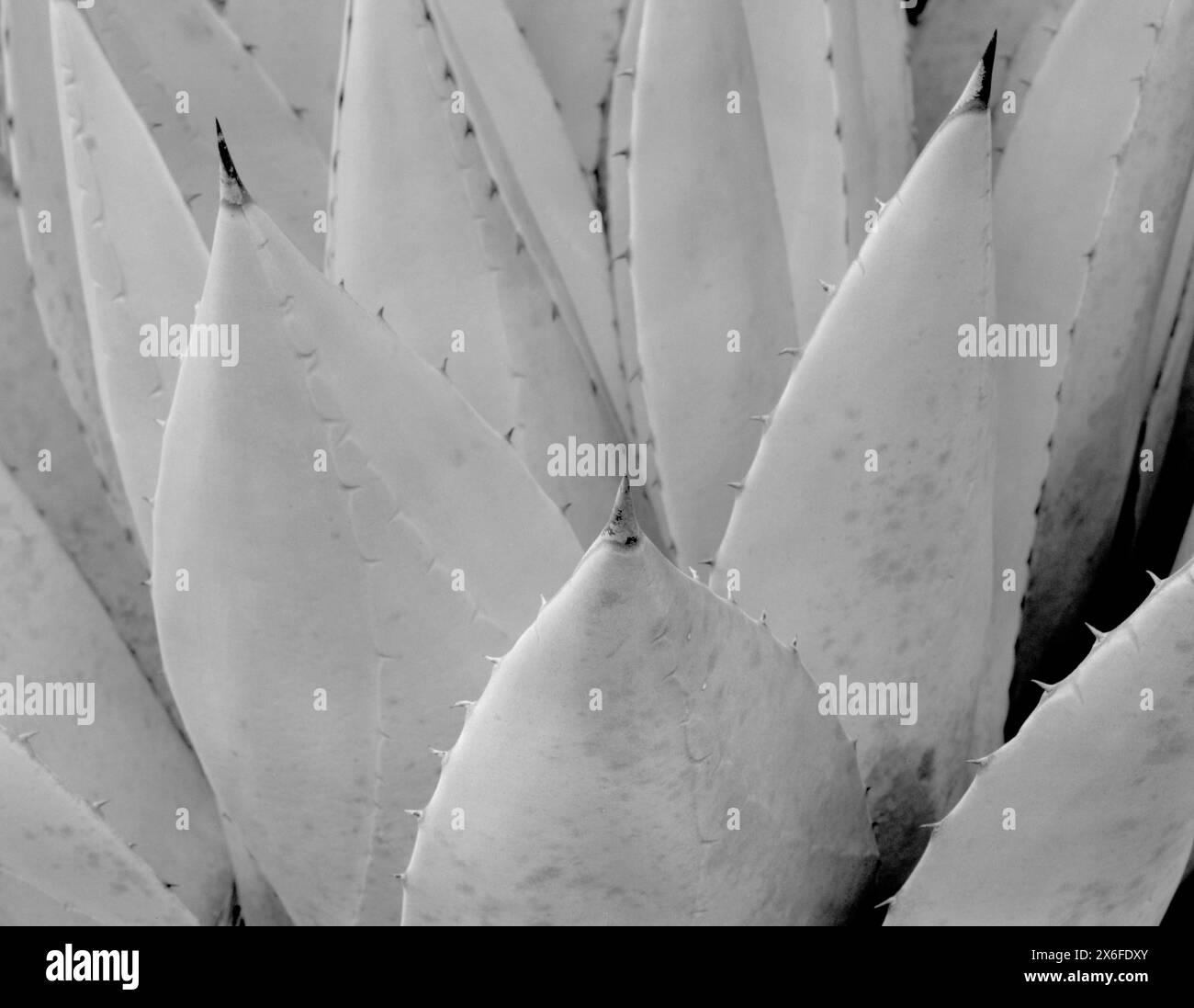 BW01809-03....WASHINGTON - dettaglio di agave nell'arboreto di Washington Park. Ilford Delta 100. Foto Stock