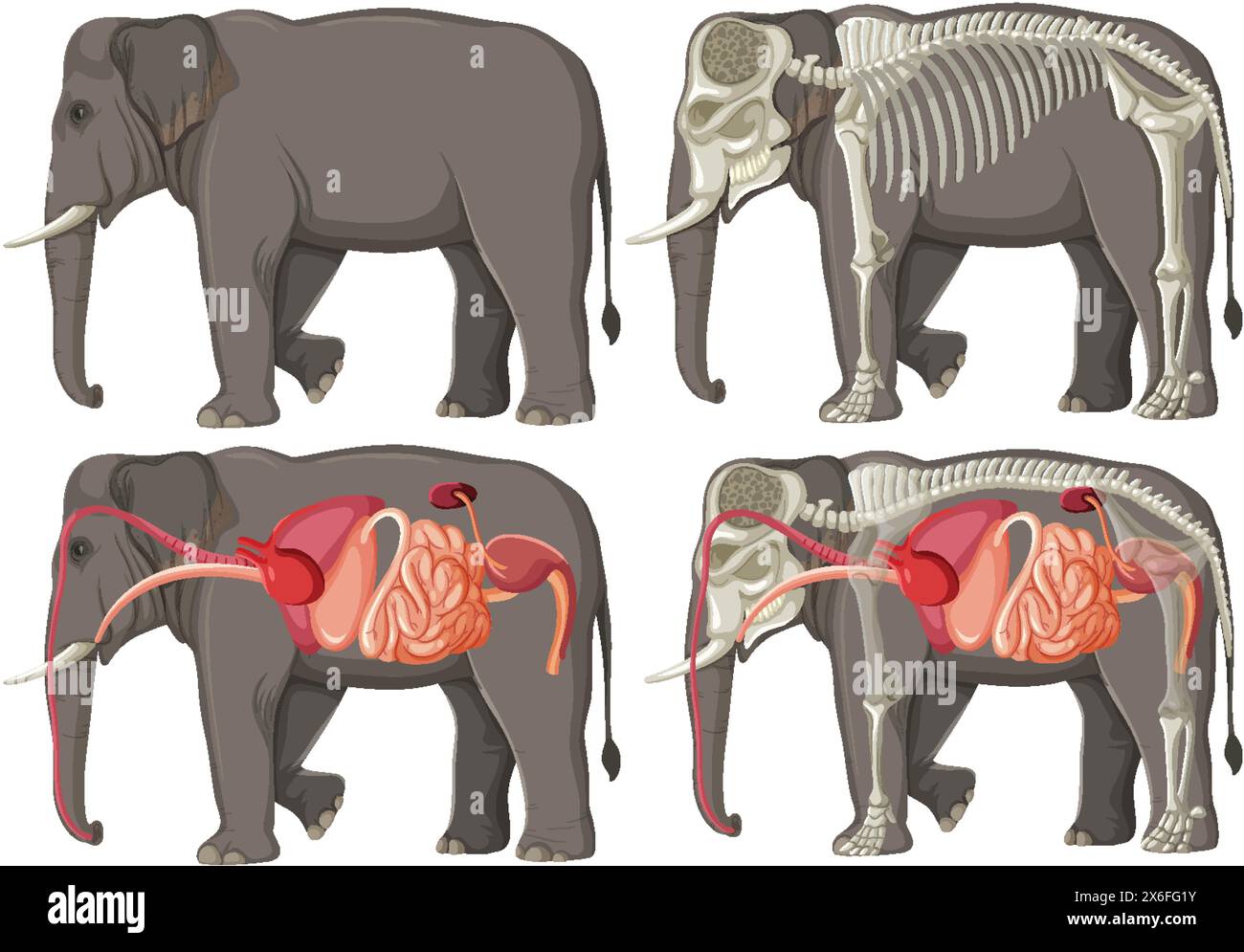 Vista dettagliata della struttura interna e scheletrica dell'elefante Illustrazione Vettoriale