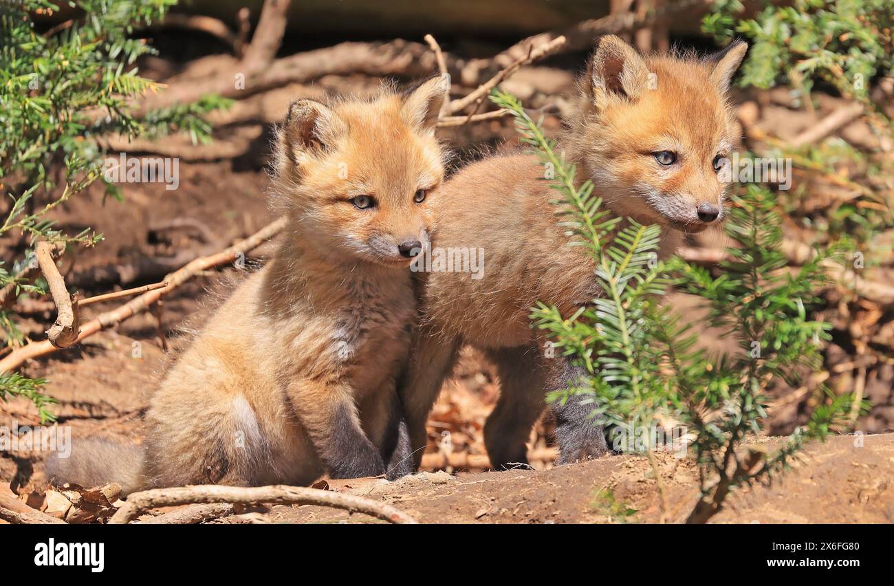 Ritratto di giovani volpi rosse che giocano vicino alla loro tana con il primo piano verde, Canada Foto Stock
