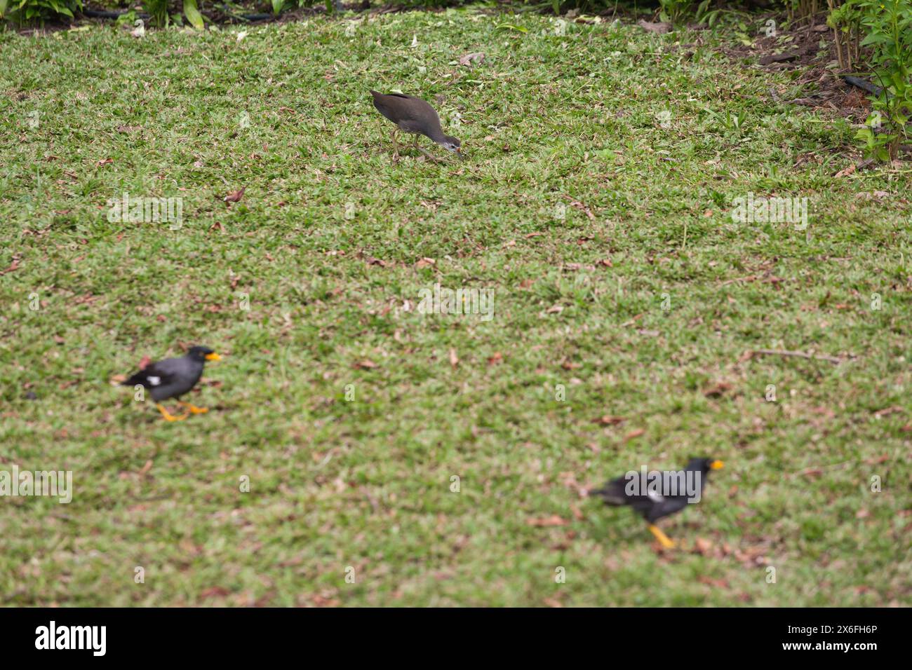 Una specie di gallina d'acqua dal petto bianco all'aperto in cerca di cibo, mentre gli uccelli neri di Giava Myna in primo piano. Singapore. Sud-est asiatico. Foto Stock