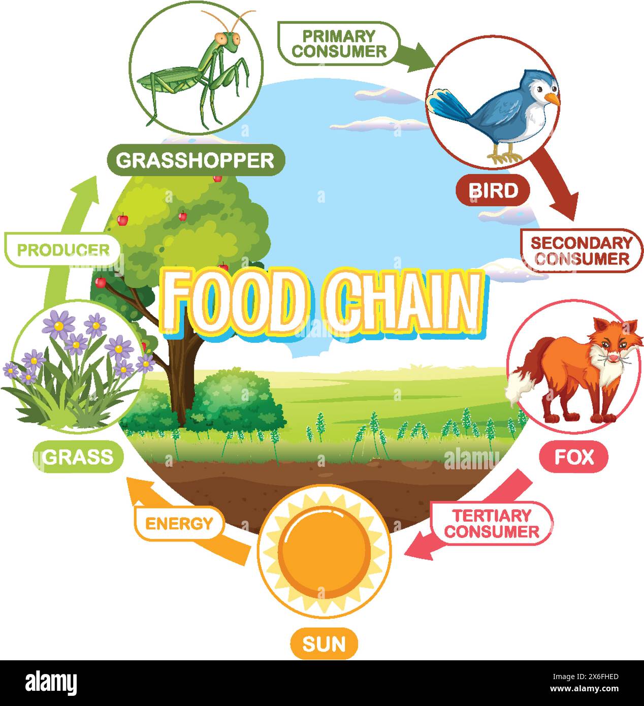 Raffigura un semplice ciclo della catena alimentare Illustrazione Vettoriale