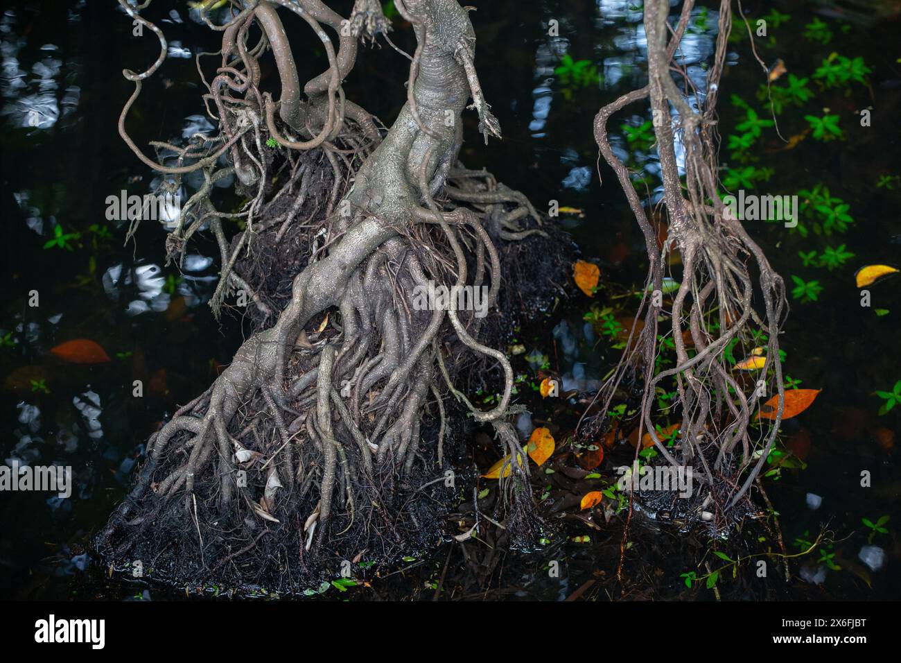 Vista dall'alto verso il basso delle radici aeree esposte in una mangrovia paludosa che assorbe acqua e sostanze nutritive. Crescere sopra il terreno. Giardini botanici di Singapore - Eco Lake. Foto Stock