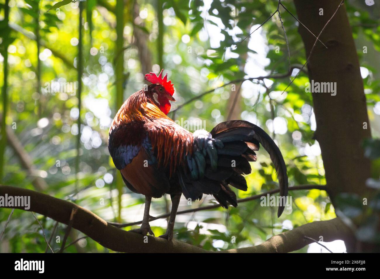 Equilibrio di gallo dall'aspetto orgoglioso su un ramo d'albero con una buona fonte di illuminazione dall'alto. Giardini botanici di Singapore. Foto Stock