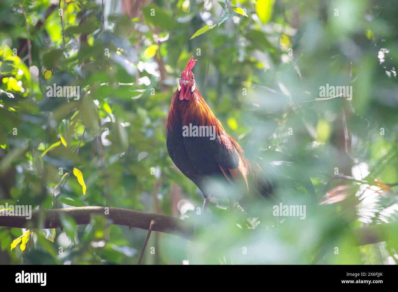 Equilibrio di gallo dall'aspetto orgoglioso su un ramo d'albero con una buona fonte di illuminazione dall'alto. Giardini botanici di Singapore. Foto Stock