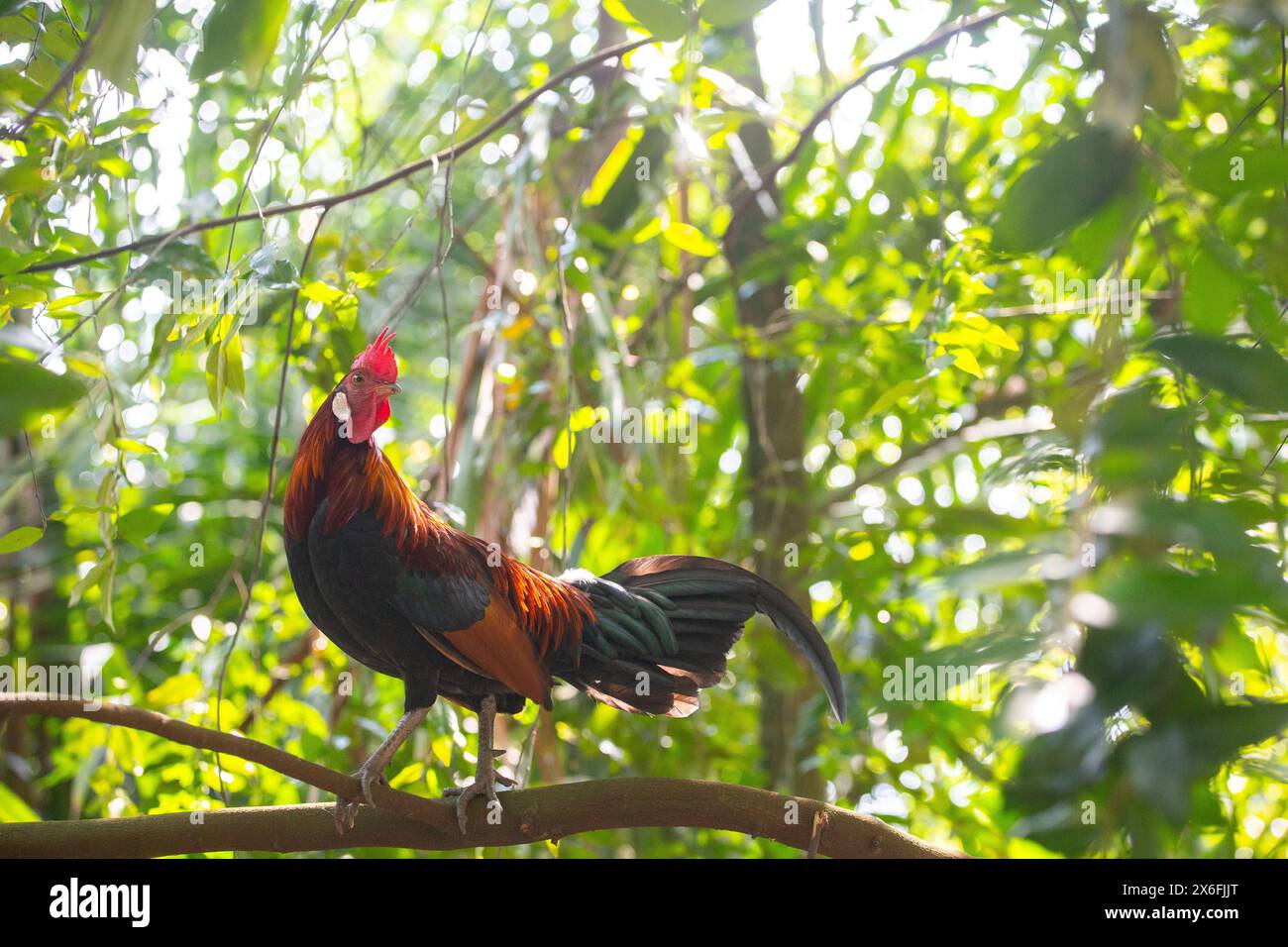 Equilibrio di gallo dall'aspetto orgoglioso su un ramo d'albero con una buona fonte di illuminazione dall'alto. Giardini botanici di Singapore. Foto Stock