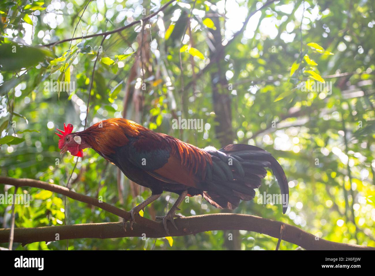 Equilibrio di gallo dall'aspetto orgoglioso su un ramo d'albero con una buona fonte di illuminazione dall'alto. Giardini botanici di Singapore. Foto Stock