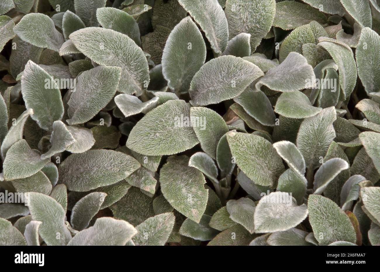 PRIMO PIANO DEL MORBIDO TAPPETO D'ARGENTO STACHYS BYZANTINA (COMUNEMENTE NOTO COME ORECCHIE DI AGNELLO) Foto Stock