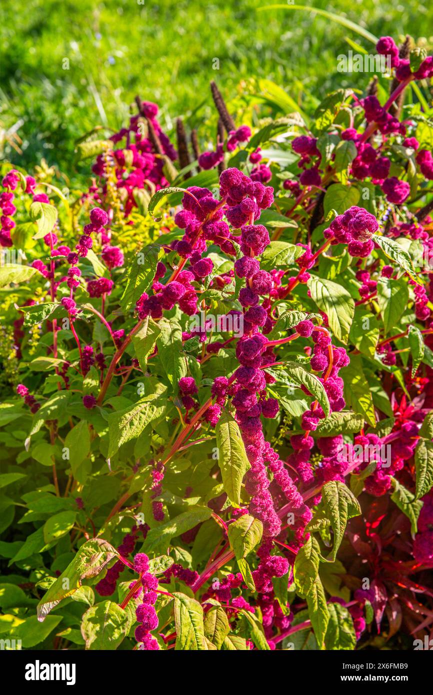 Amaranthus caudatus - amaranto rosso in fiore, saporito e senza glutine, molto ricco di proteine Foto Stock