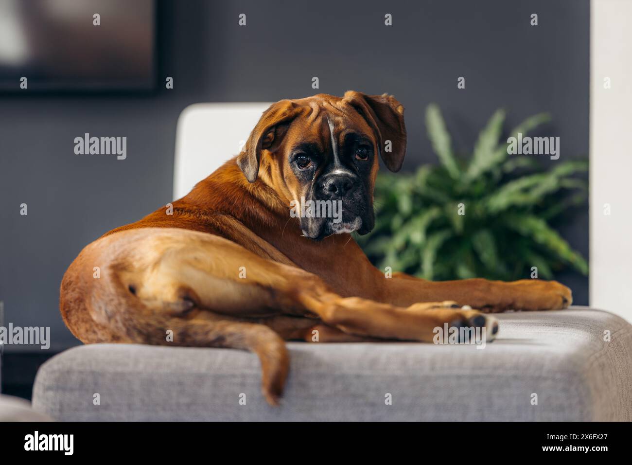 Cucciolo di Boxer che si rilassa su un divano Foto Stock