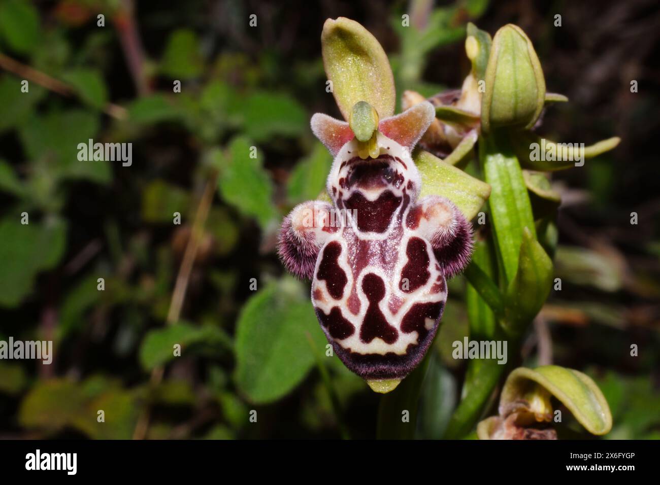 Vista frontale dell'orchidea delle api di Cipro (Ophrys kotschyi) in fiore, in habitat naturale Foto Stock