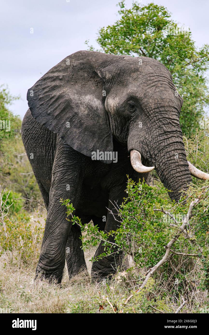 l'elefante africano sorge tra alberi e arbusti in un habitat naturale, la savana. orecchie grandi, zanne prominenti, pelle ruvida e rugosa sono chiaramente visibili. ove Foto Stock