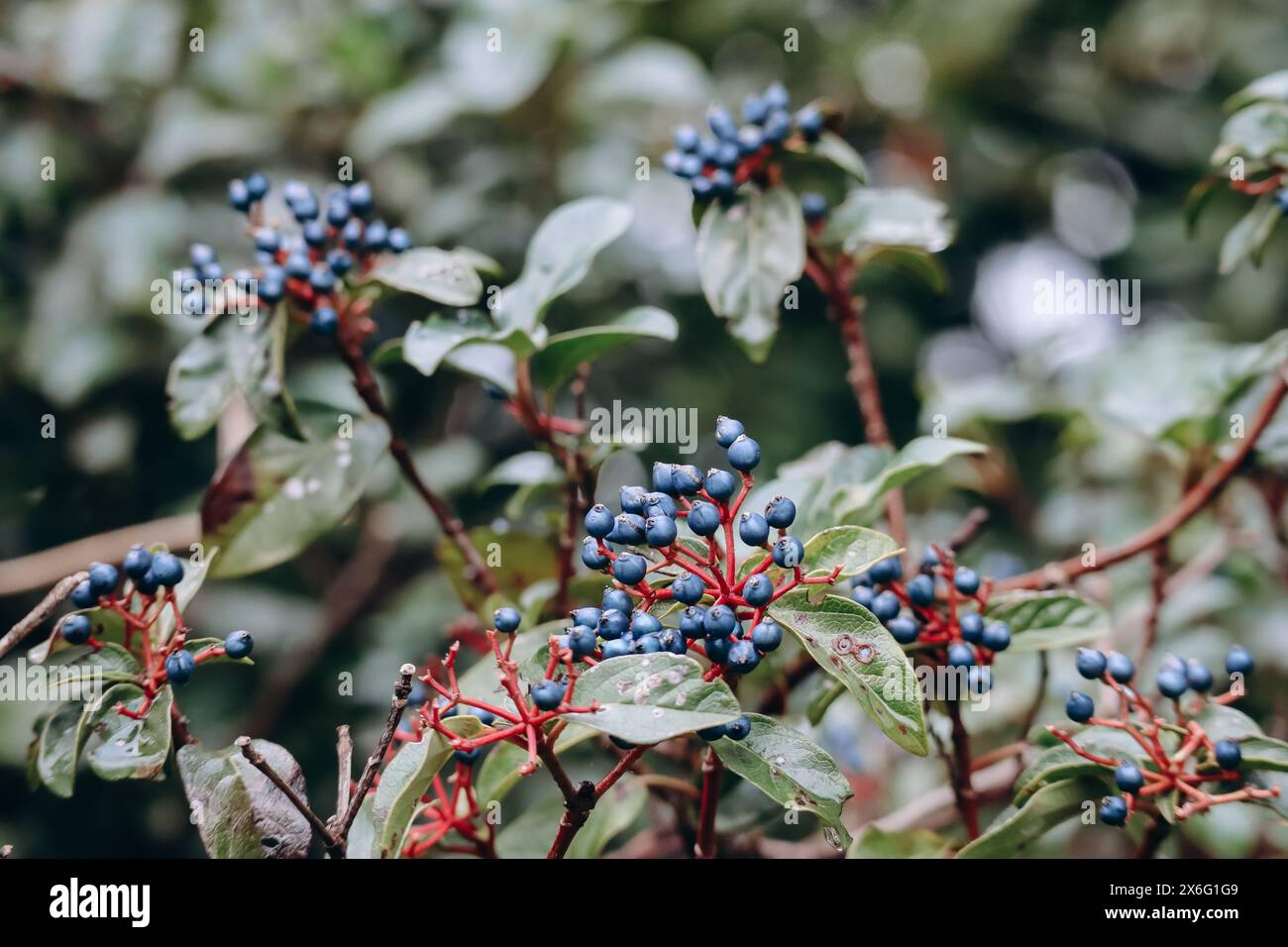 Viburnum tinus, laurustinus, laurustine o laurestine, una specie di pianta da fiore della famiglia Adoxaceae, originaria della zona mediterranea di E. Foto Stock