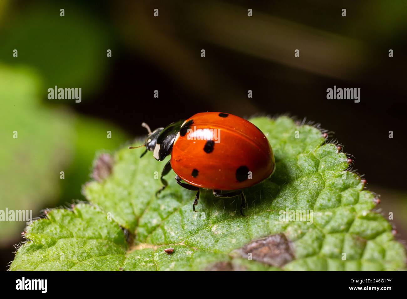 Primo piano sul colorato uccellino a sette punti, Coccinella septempunctata su una foglia verde nel giardino. Foto Stock