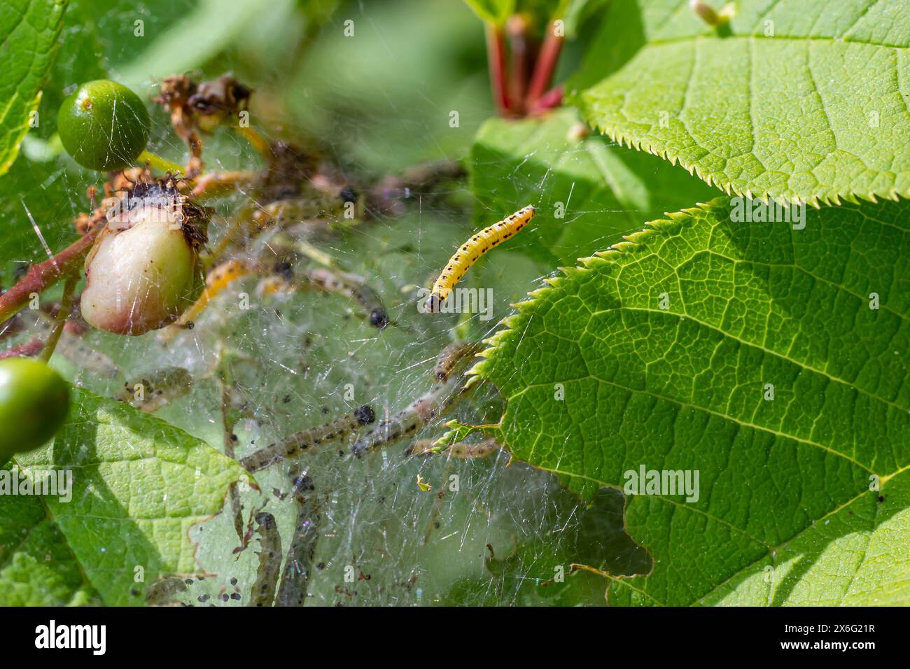 Gruppo di larve di ermina di ciliegia d'uccello Yponomeuta evonymella pupato in rete comune stretta, bianca su un tronco di albero e rami tra leav verde Foto Stock