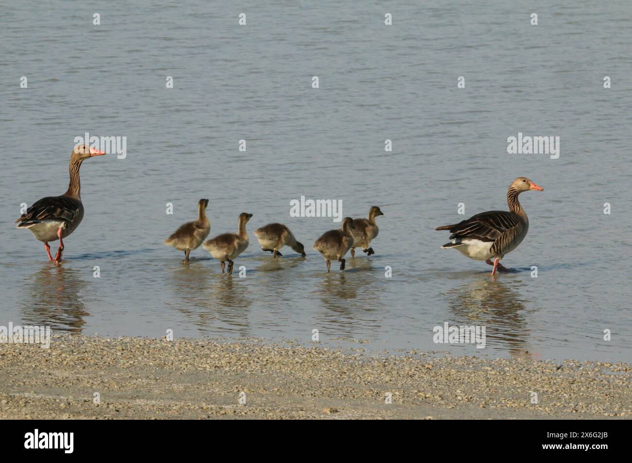 Famiglia di oche grigie sul bordo del lago, Parco Nazionale Neusiedlersee, Austria orientale Foto Stock