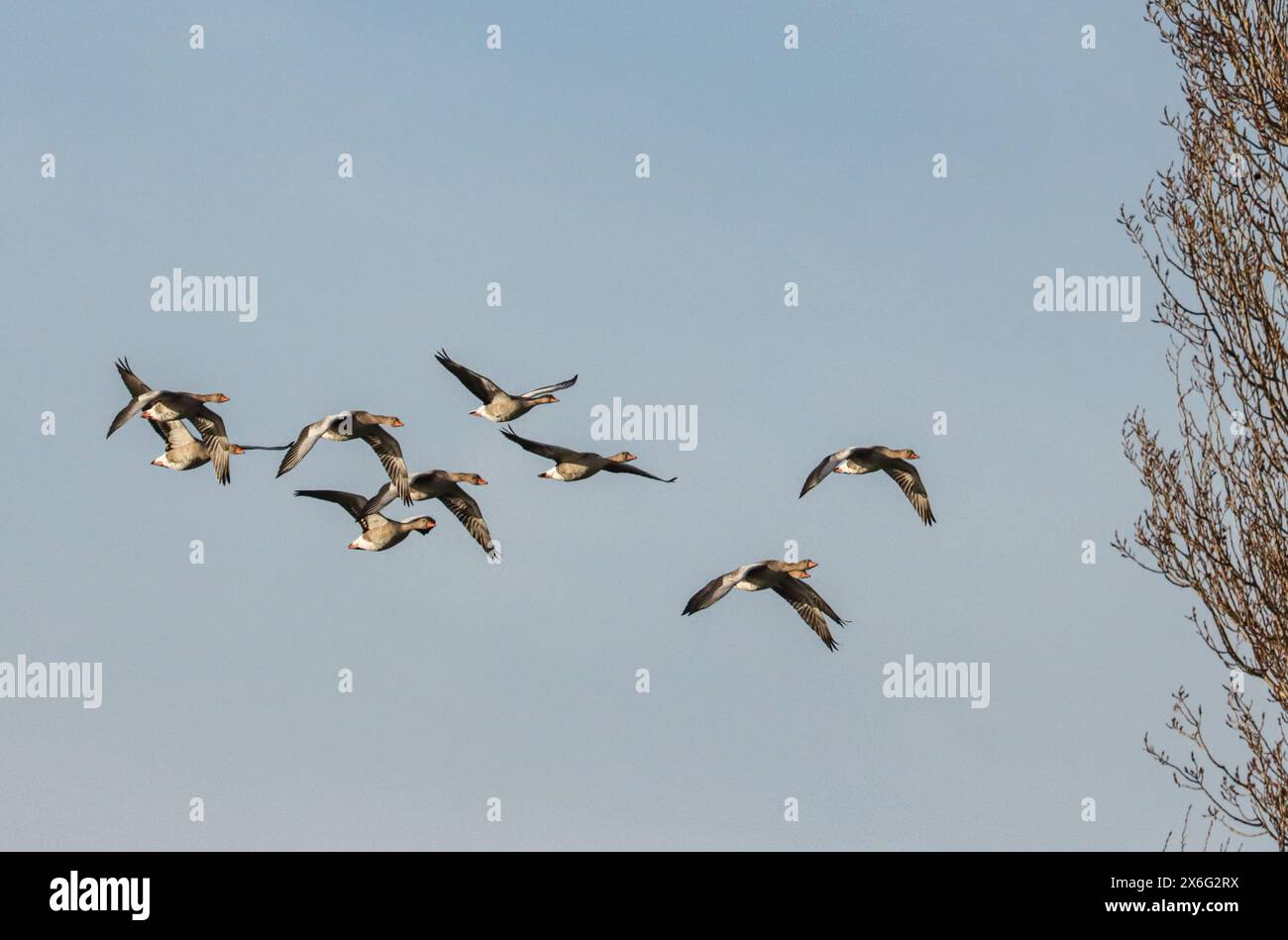 Graylag oche in volo Foto Stock