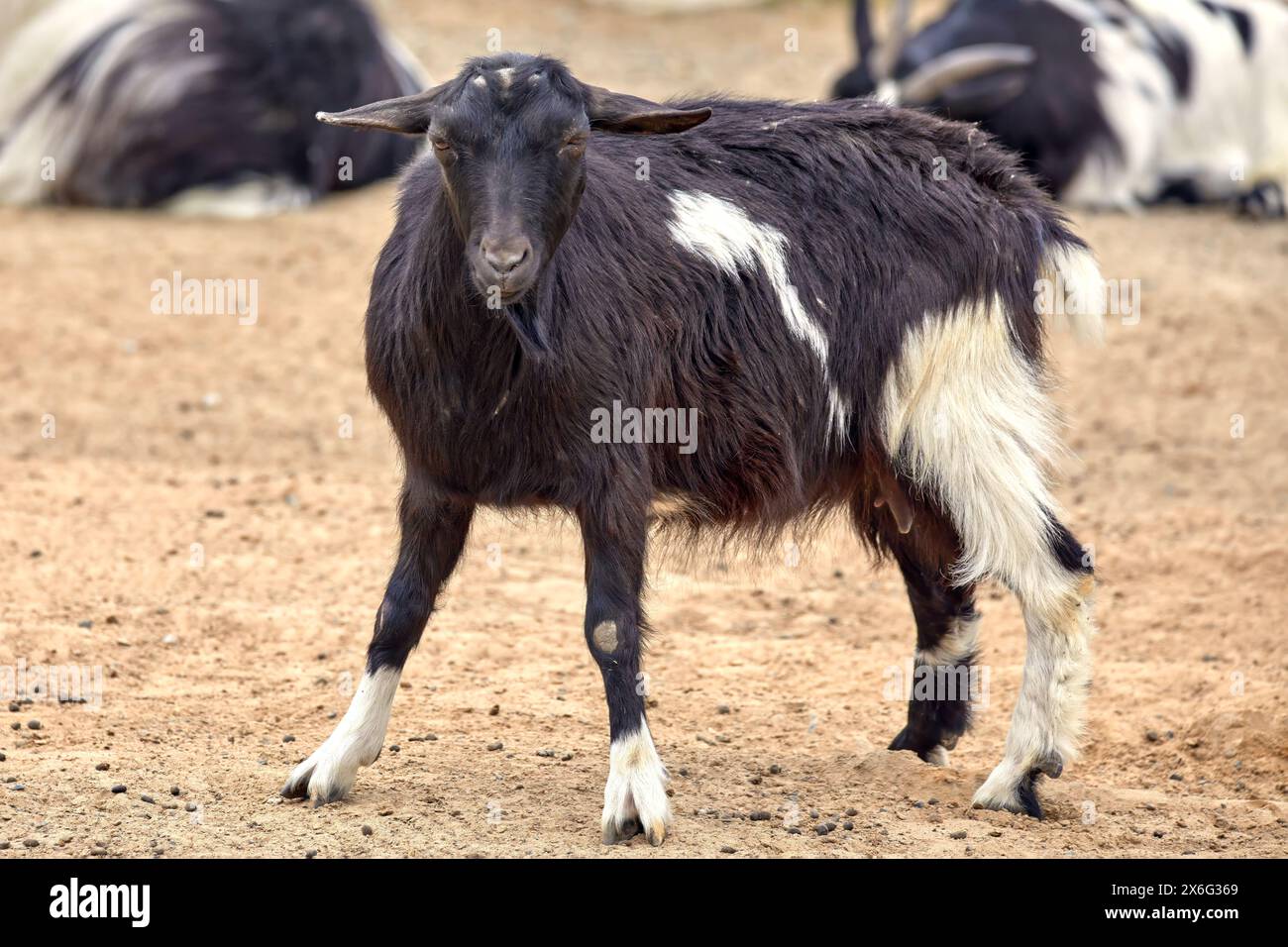 Immagine di una capra nera senza corna con macchie bianche Foto Stock