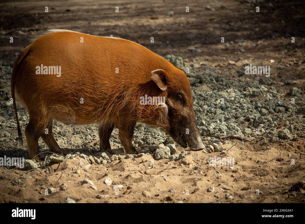 Maiale di fiume rosso (Potamochoerus porcus) o maiale cespuglio in cerca di cibo. Foto Stock