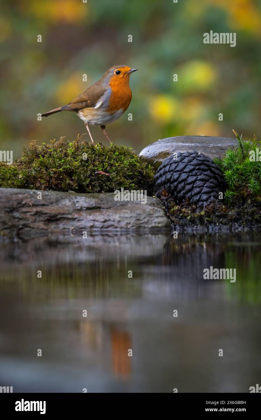 Un robin su un tronco dietro un pool di riflessione presso Dean Masons «Windows on Wildlife» vicino a Ferndown, Dorset, Inghilterra, Regno Unito Foto Stock