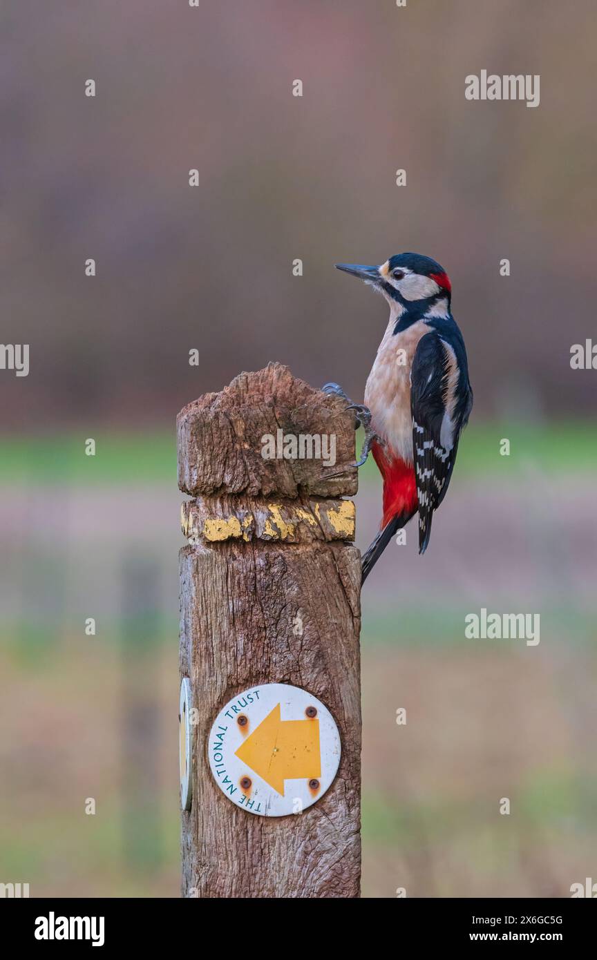Un grande picchio maculato sul lato di un cartello in legno presso Dean Masons «Windows on Wildlife» vicino a Ferndown, Dorset, Inghilterra, Regno Unito Foto Stock