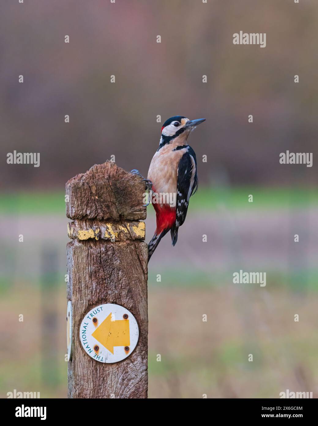 Un grande picchio maculato sul lato di un cartello in legno presso Dean Masons «Windows on Wildlife» vicino a Ferndown, Dorset, Inghilterra, Regno Unito Foto Stock