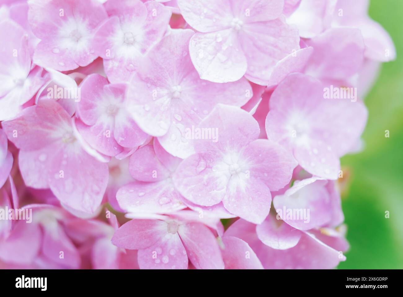 Delicato sfondo floreale naturale in colori pastello rosa chiaro. Hidrangea fiori in natura primo piano con fuoco morbido. Foto Stock