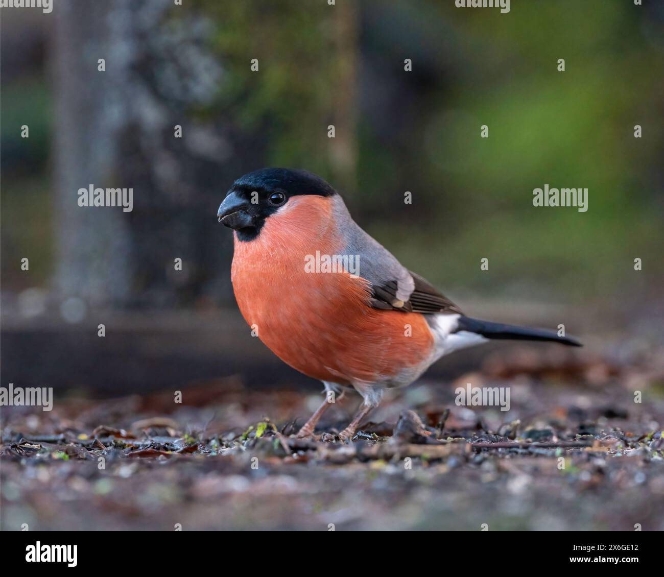 Un bullfinch maschio adulto si trovava a terra presso Dean Masons «Windows on Wildlife» vicino a Ferndown, Dorset, Inghilterra, Regno Unito Foto Stock