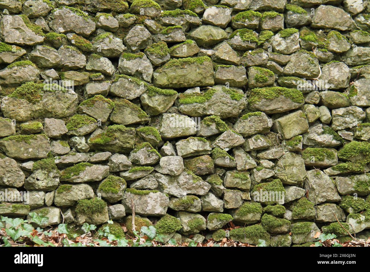 Un muro di Woodland costruito in pietra ricoperto di muschio alto. Foto Stock