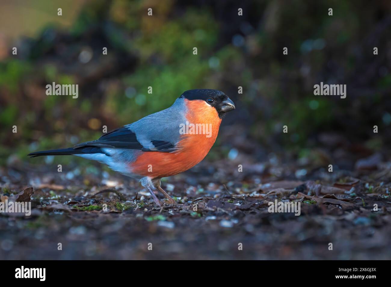 Un bullfinch maschio adulto si trovava a terra presso Dean Masons «Windows on Wildlife» vicino a Ferndown, Dorset, Inghilterra, Regno Unito Foto Stock