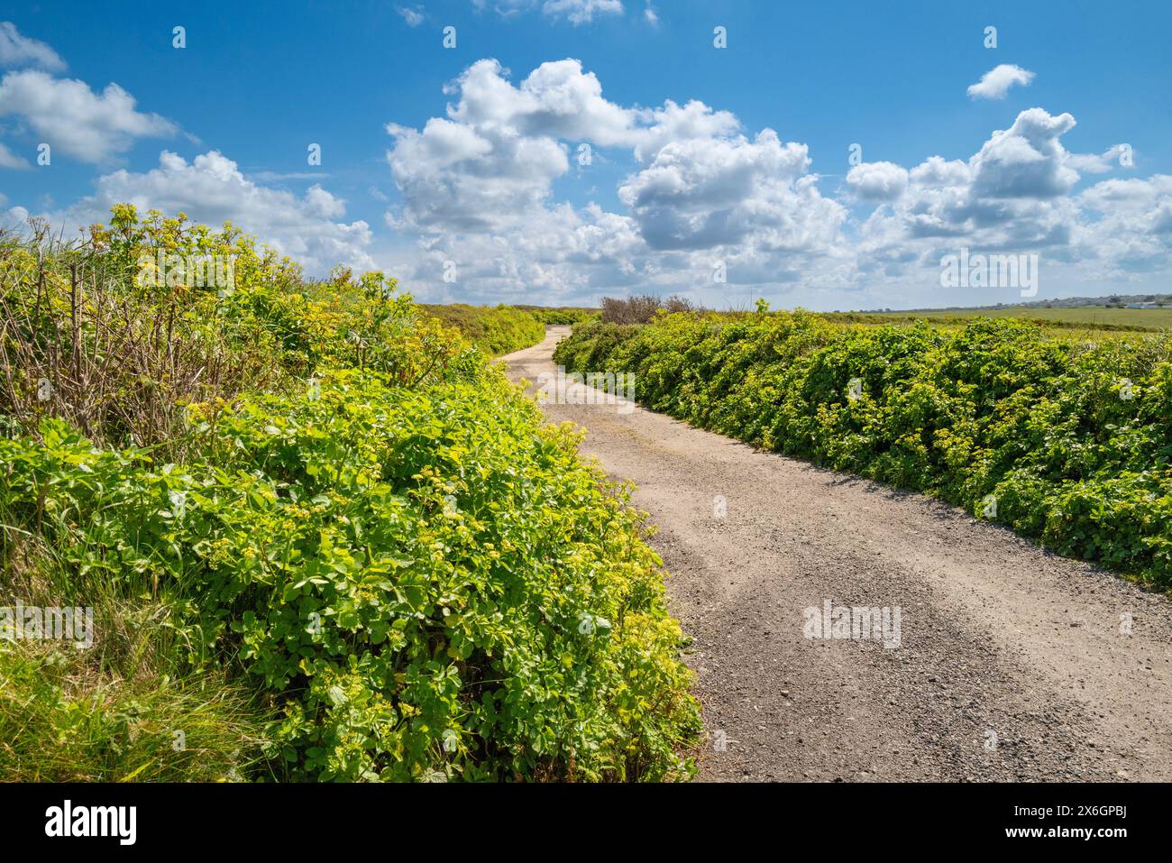 Clima soleggiato su una strada di campagna nella campagna intorno a Newquay in Cornovaglia nel Regno Unito. Foto Stock