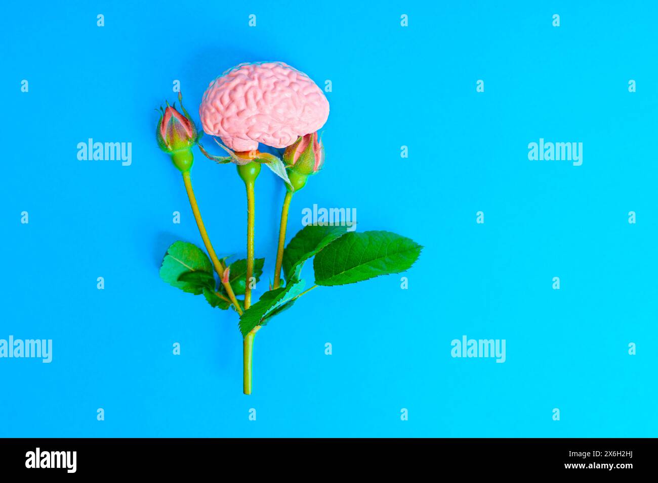Delicato ramo di rosa adornato da un cervello umano al posto di uno dei suoi germogli. Natura e intelligenza. Foto Stock