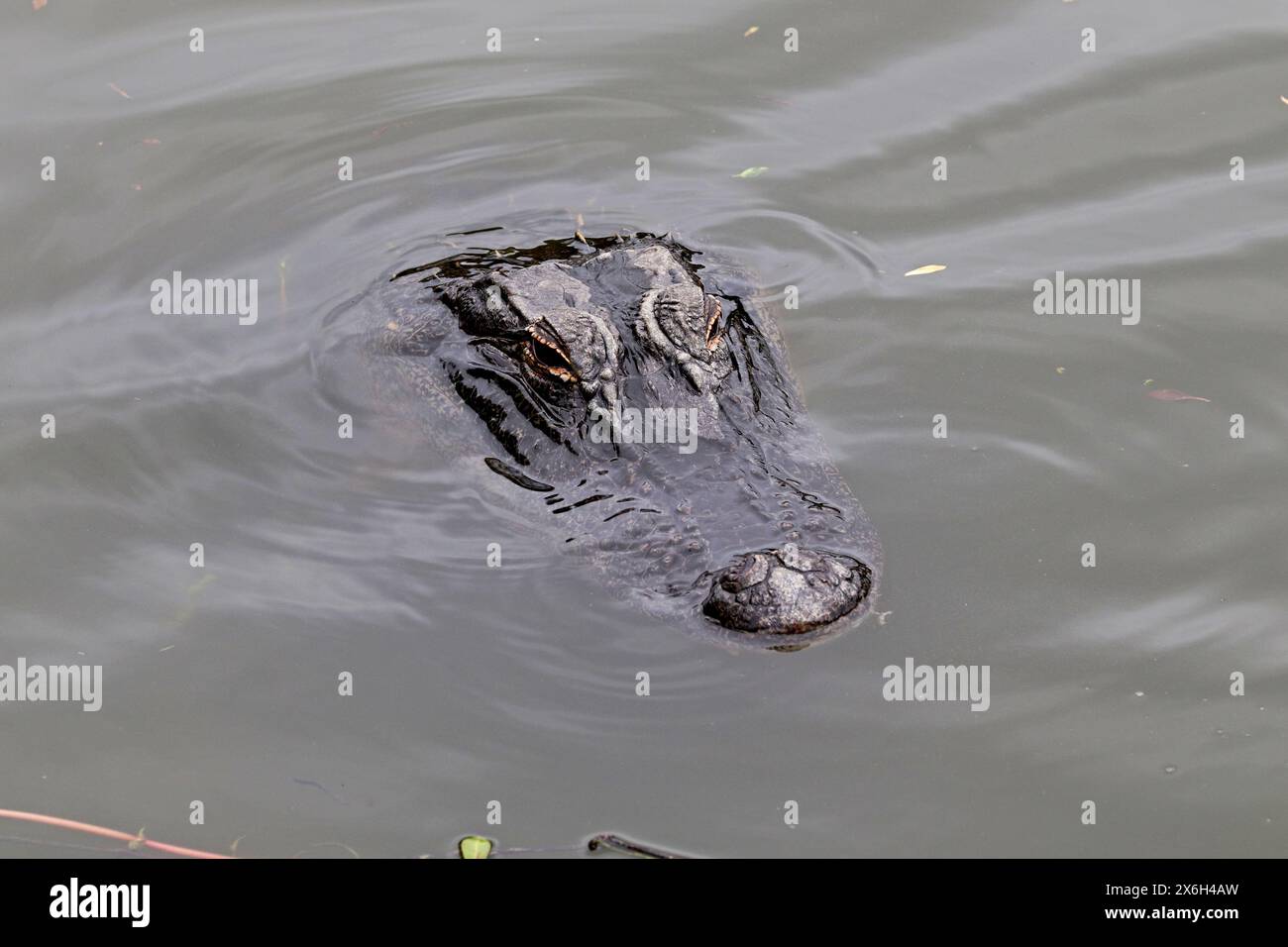 Capo di un alligatore americano (Alligator missippiensis) che nuota in uno stagno al Jarvis Creek Park a Hilton Head Island, Carolina del Sud Foto Stock
