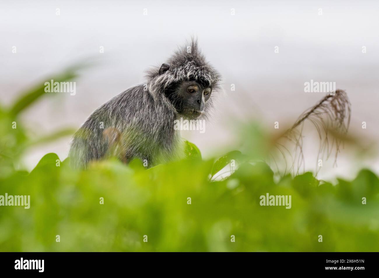 Scimmia foglia argentata - Trachypithecus cristatus, splendido primate con pelliccia d'argento di mangrovie e boschi del sud-est asiatico, Borneo, Malesia. Foto Stock