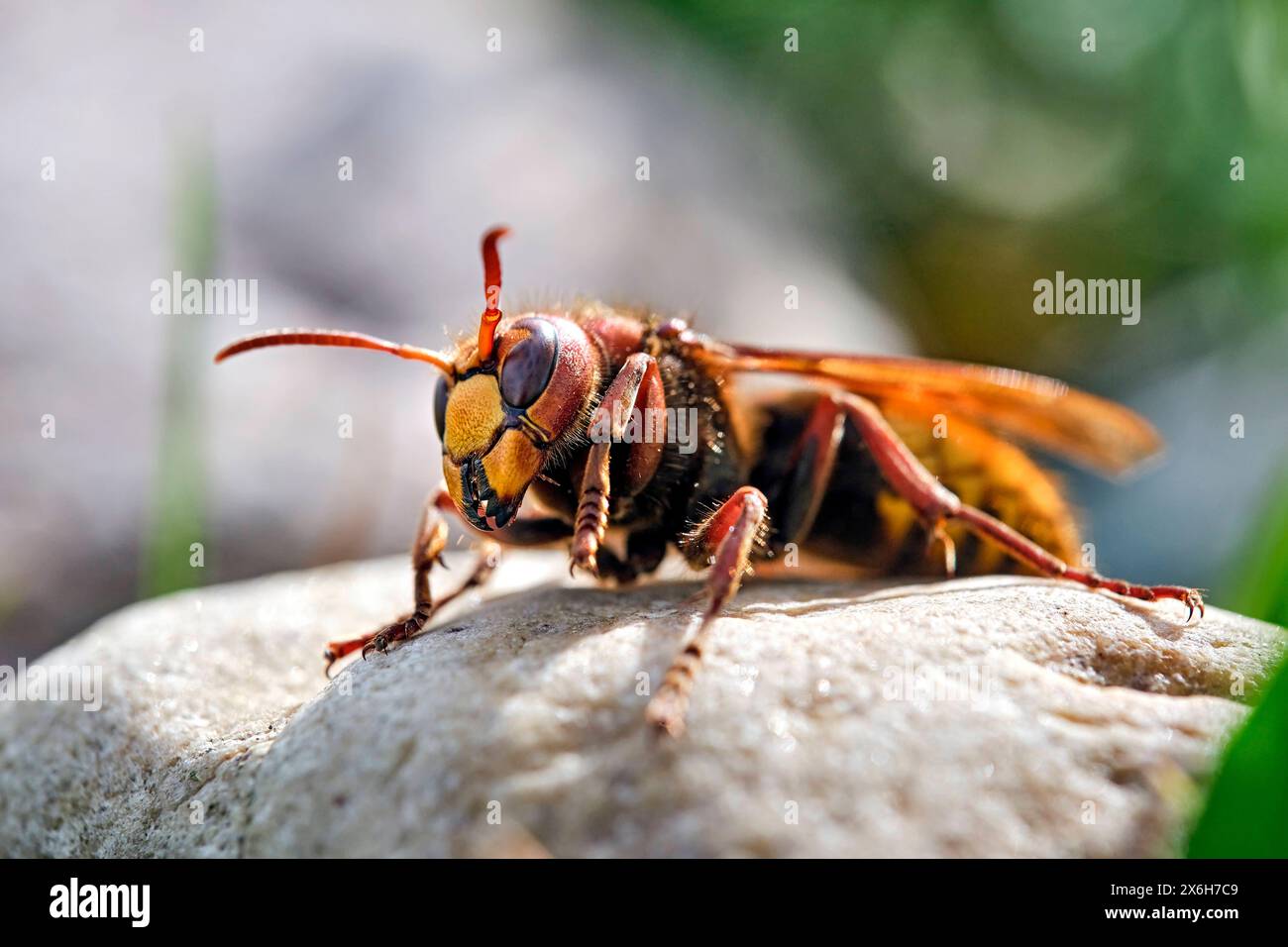 Hornisse Vespa crabro . Hornisse Vespa crabro . 20240514MIC0041 *** Hornet Vespa crabro Hornet Vespa crabro 20240514MIC0041 Foto Stock