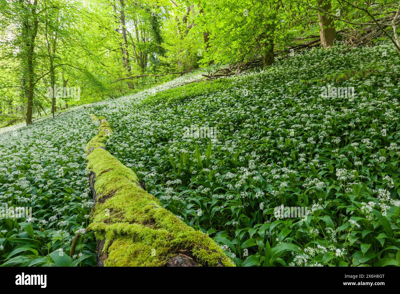 Un tappeto di ramson o aglio selvatico (Allium ursinum) in fiore su un fondo di foresta nel paesaggio nazionale di Mendip Hills, Somerset, Inghilterra. Foto Stock