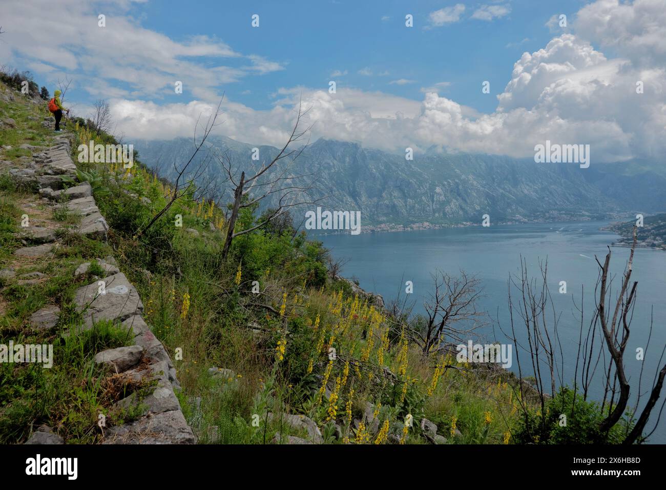 Mullein (Verbascum thapsus) in fiore sulla baia di Cattaro, Perast, Montenegro Foto Stock