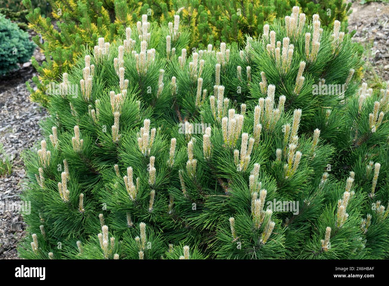 Pinus nigra 'Black Prince' Nano Tree Austrian Pine Low European Black Pine in giardino Foto Stock
