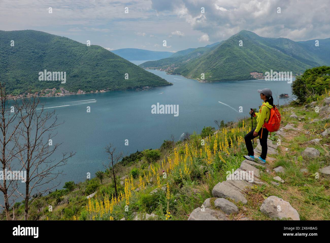 Mullein (Verbascum thapsus) in fiore sulla baia di Cattaro, Perast, Montenegro Foto Stock