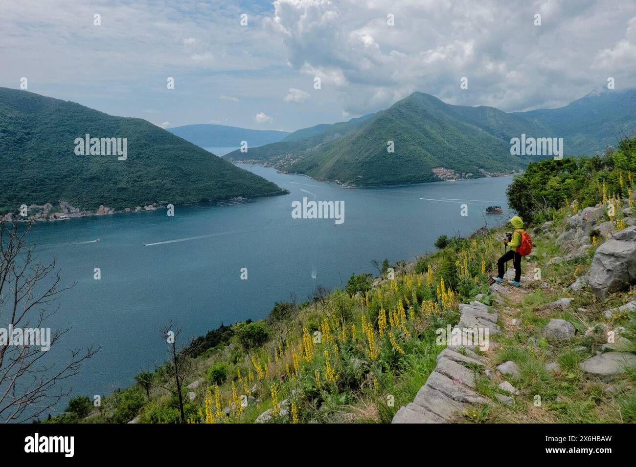 Mullein (Verbascum thapsus) in fiore sulla baia di Cattaro, Perast, Montenegro Foto Stock