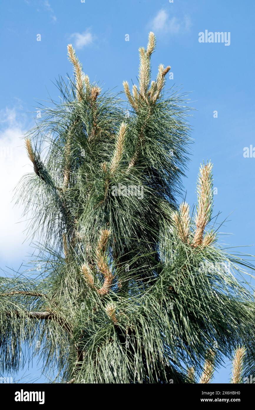 Aghi Pinus ponderosa "Penaz" Tree Needles, Conifer Foliage, Ponderosa Pine Western Yellow Pine Foto Stock