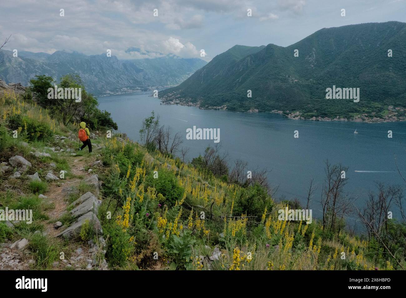 Mullein (Verbascum thapsus) in fiore sulla baia di Cattaro, Perast, Montenegro Foto Stock