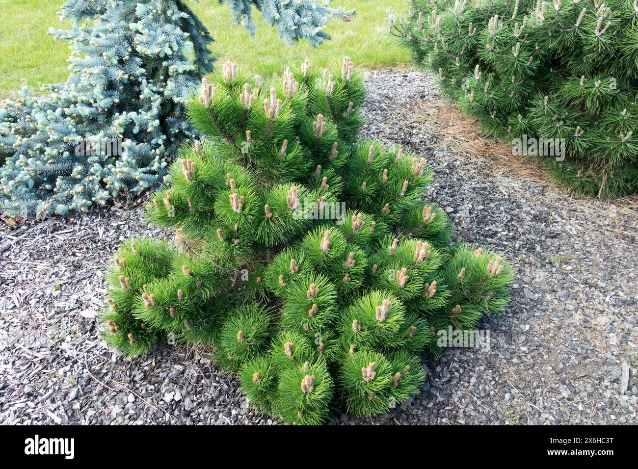 Austrian Pine Small Garden Low Form Pinus nigra 'Compacta' European Black Pine Conifer conifere Pino nano Foto Stock