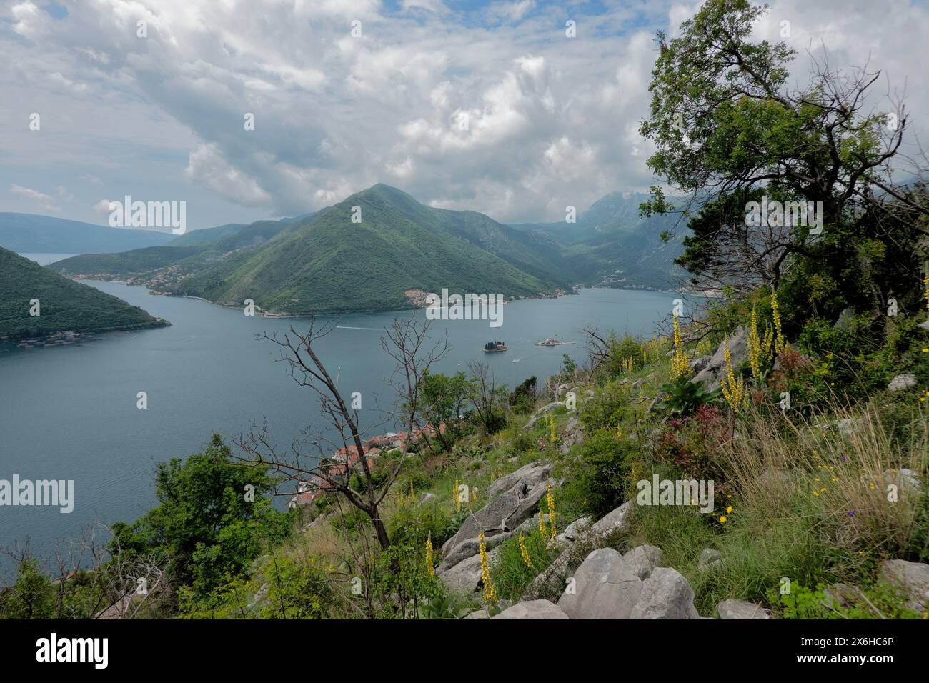 Mullein (Verbascum thapsus) in fiore sulla baia di Cattaro, Perast, Montenegro Foto Stock