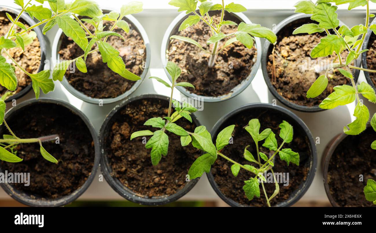 piantine di pomodoro che crescono in vasi da piantare sul davanzale della finestra a casa. vista dall'alto Foto Stock