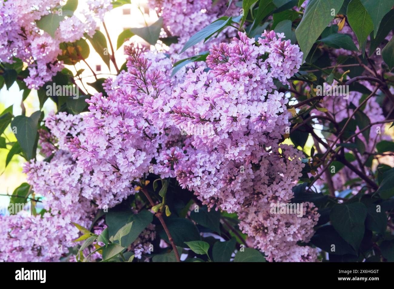 Fiori di lilla in primavera. Rami di lilla viola in fiore in primavera in giardino. Fiori romantici. Fioritura primaverile. Foto Stock