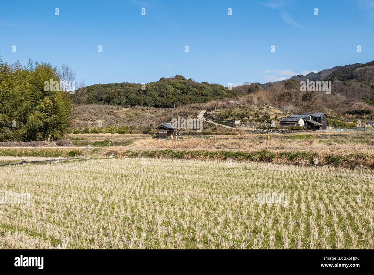Orto sul sentiero Yamanobe no Michi, Nara, Giappone Foto Stock