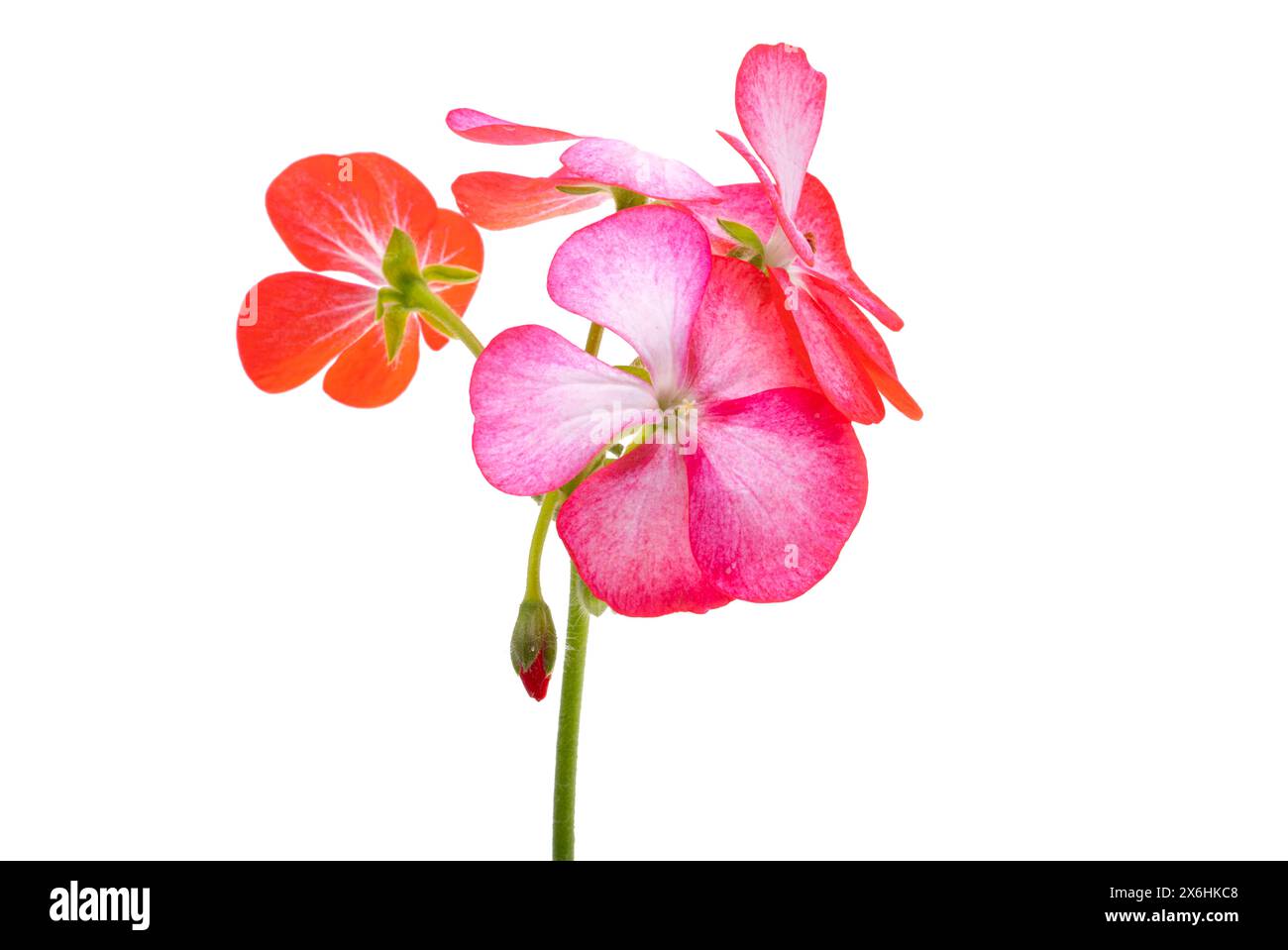 fiore di pelargonium isolato su sfondo bianco Foto Stock