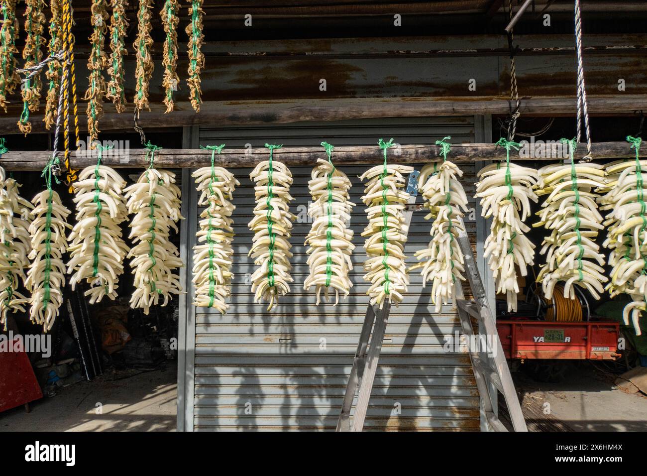 Essiccazione di daikon sul sentiero Yamanobe no Michi, Nara, Giappone Foto Stock