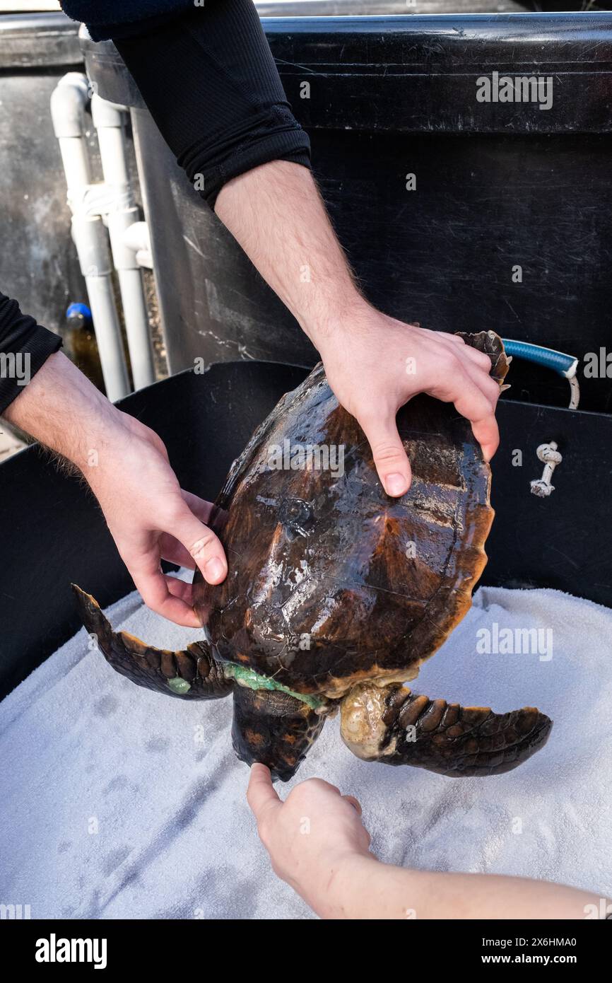 Processo di cura per una tartaruga ferita presso il centro di salvataggio delle tartarughe marine di Archelon a Glyphada, alla periferia di Atene, la capitale della Grecia, sul lago di Coas Foto Stock