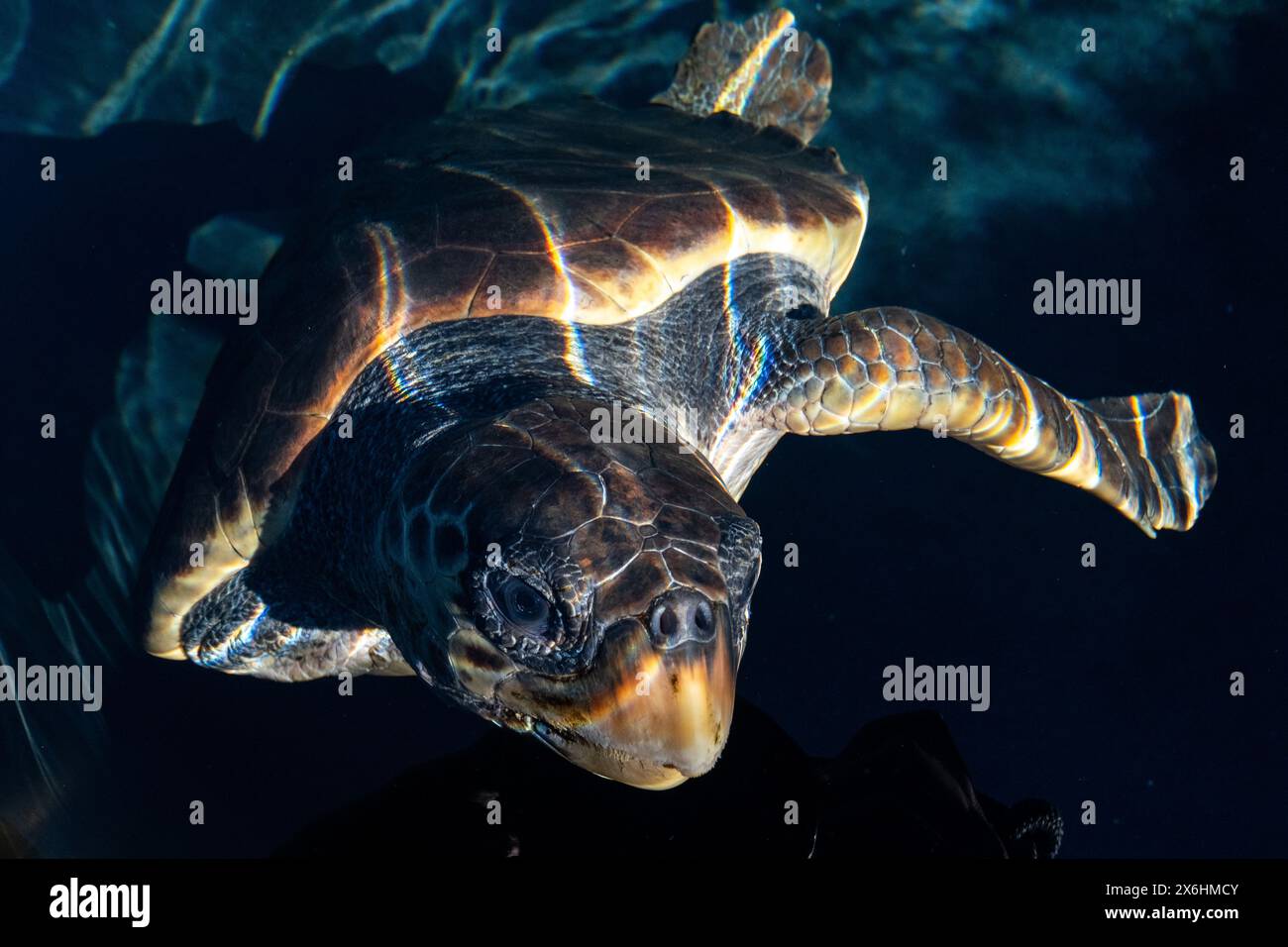 Una tartaruga ferita con un flipper mancante che è stata tagliata via da una rete da pesca al centro di salvataggio delle tartarughe marine Archelon a Glyphada, alla periferia di AT Foto Stock